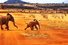 The big elephant and her baby are playing